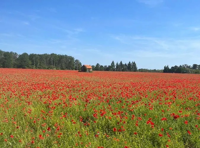 Oh ! Fleurs des champs